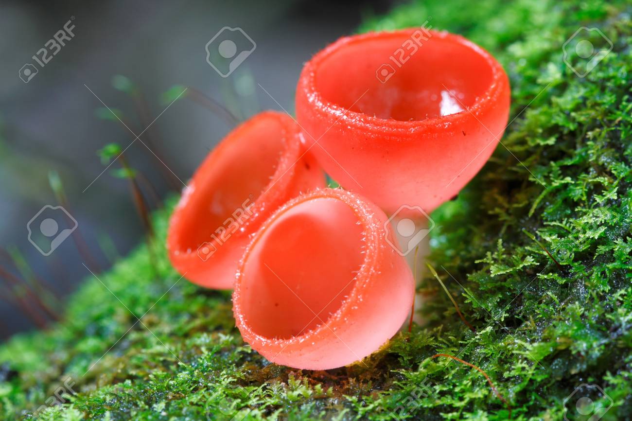 Crusher reccomend Asian rainforest fungi