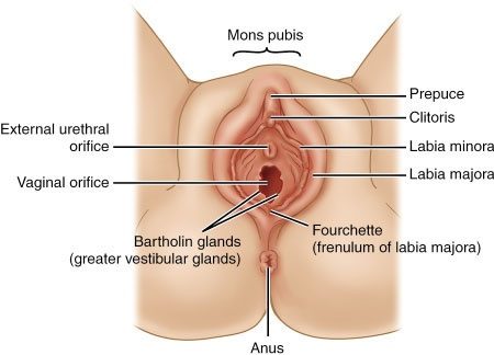 Side Z. reccomend Urethral orifice into the anus