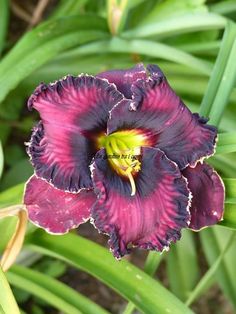 Asian occassion daylily