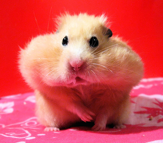 Quck reccomend Chubby cheek hamster