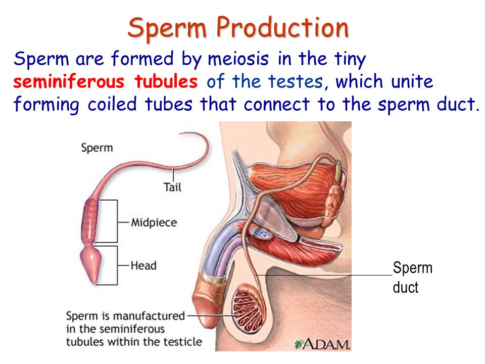 Fumble reccomend Where are sperm formed
