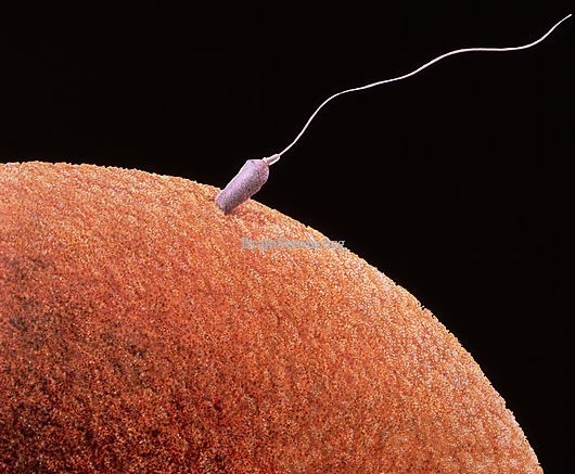 Glitter reccomend Fertilization pictures of egg sperm