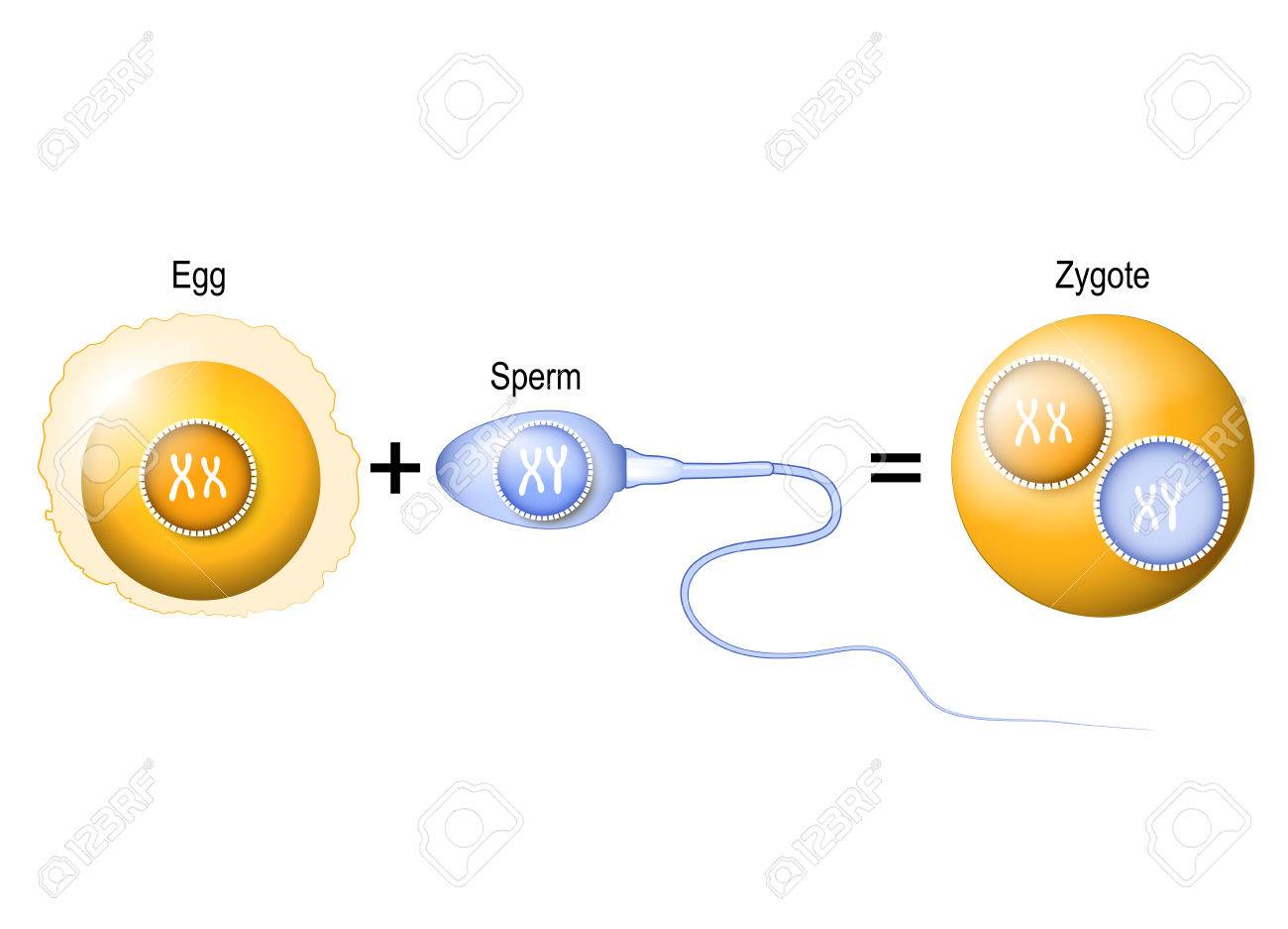 Fertilization pictures of egg sperm
