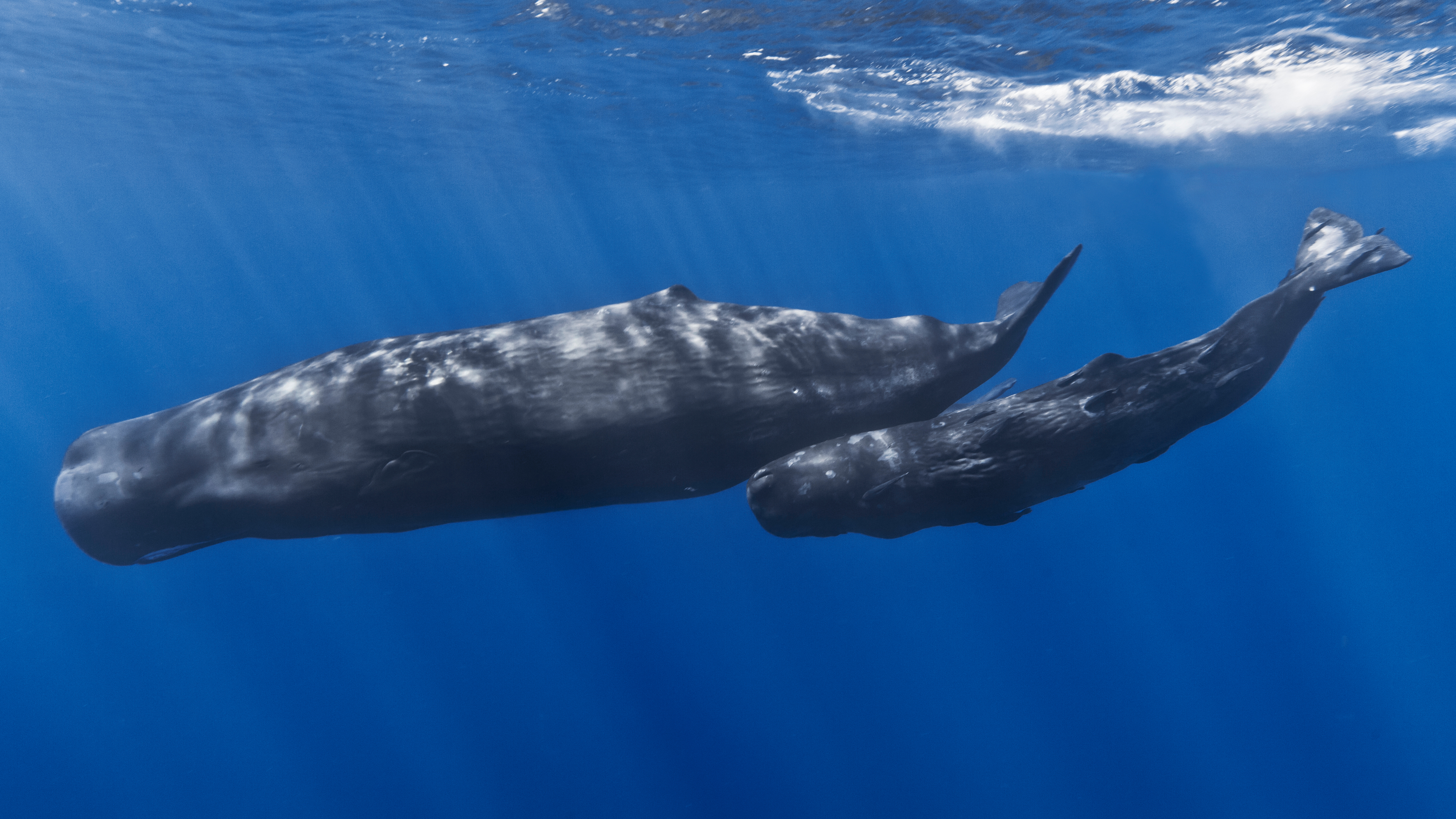 best of In whale found Substance the sperm