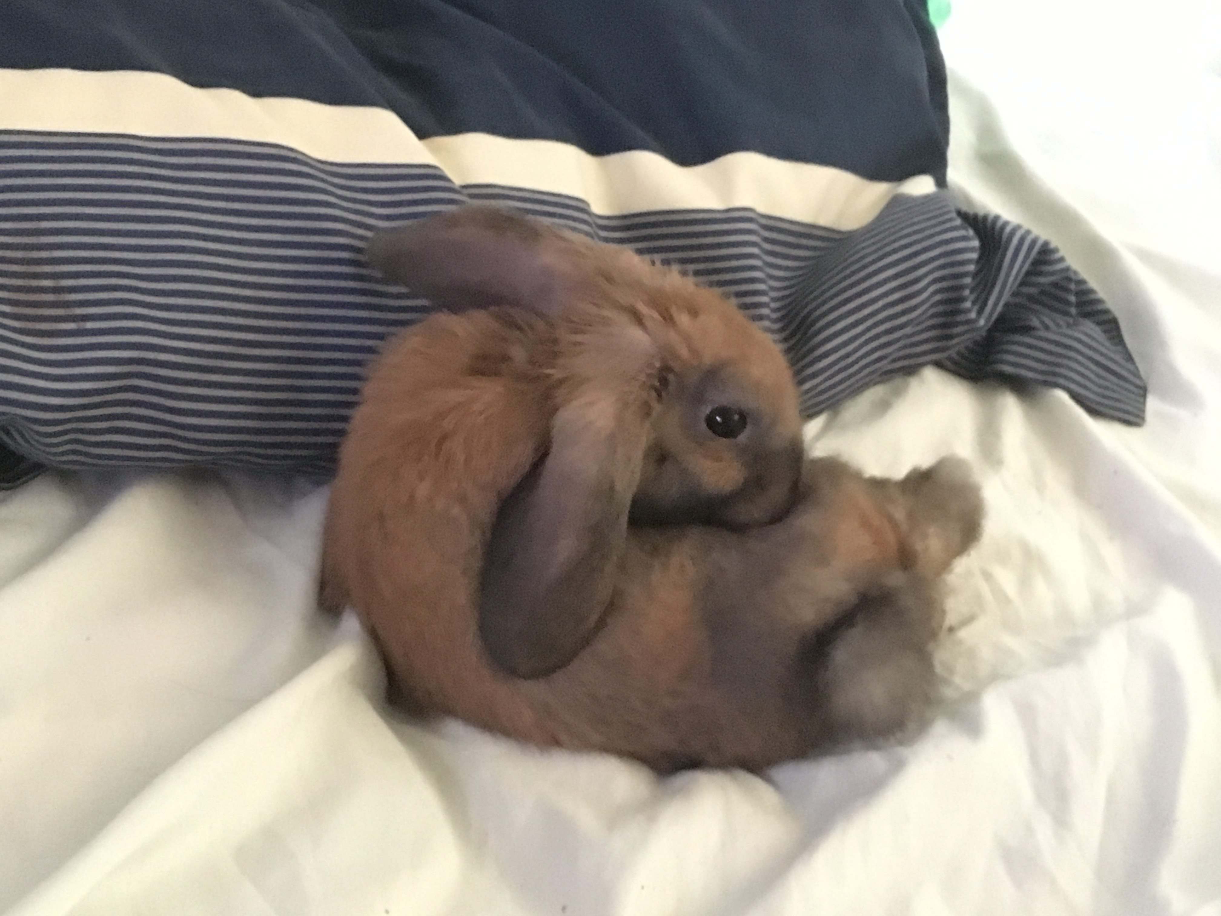 best of My bed peeing on Bunny