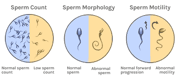 How many sperm in semen
