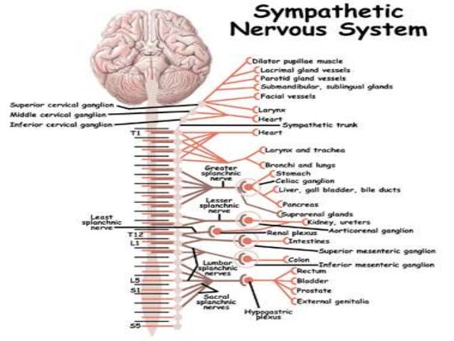 best of Nervous orgasm Sympathetic system
