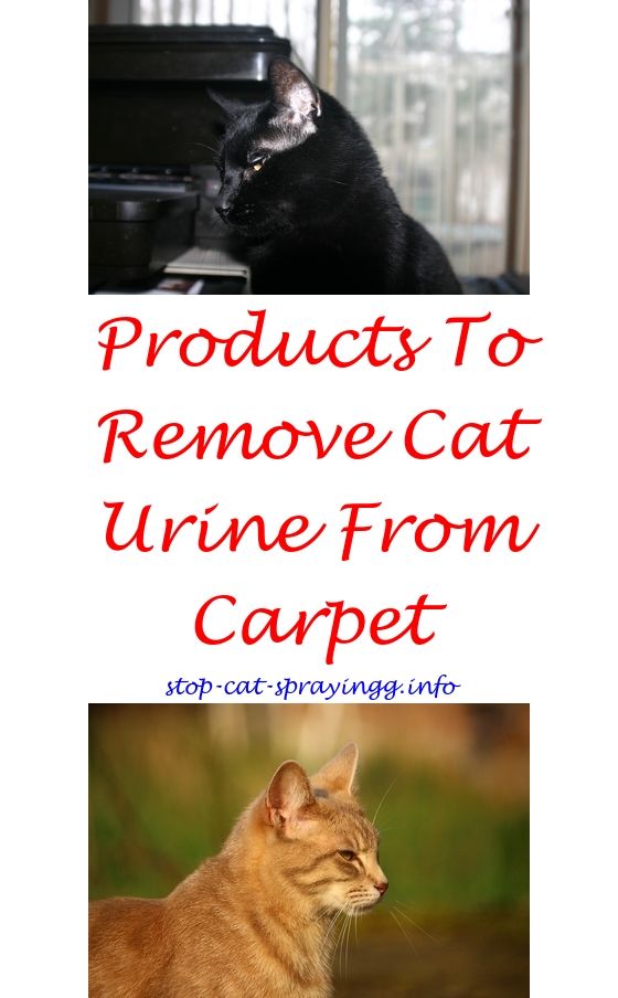 Southpaw reccomend Prevent cat from peeing on carpet