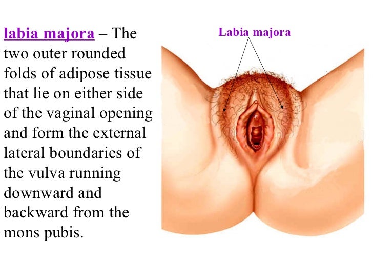 best of Vagina a length Average of