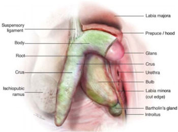 Cartier reccomend Female anatomy location of clitoris