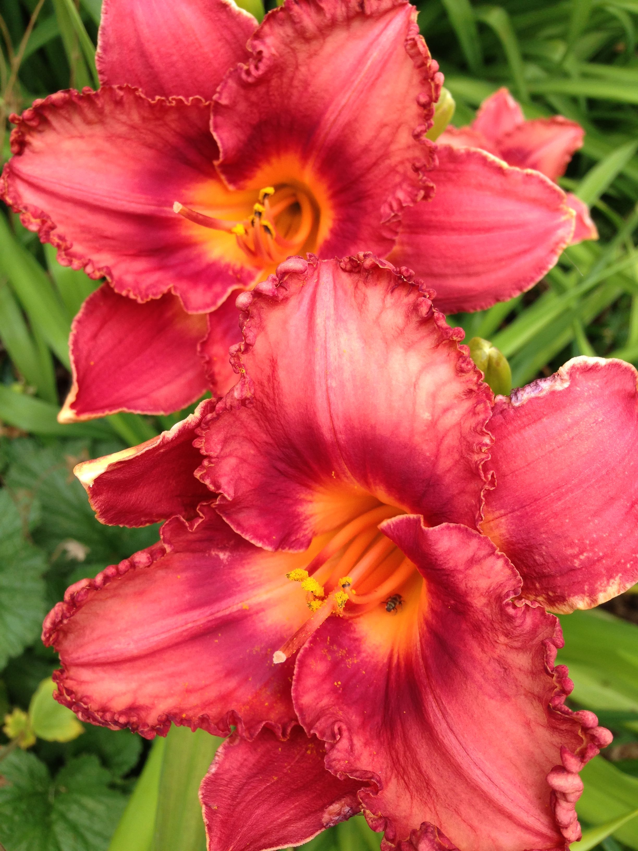 Cherry P. reccomend Asian occassion daylily
