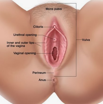 Urethral orifice into the anus
