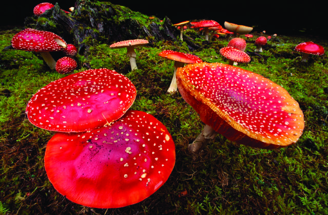 Asian rainforest fungi