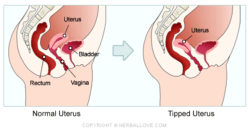 Casper reccomend Cervix contracting during orgasm