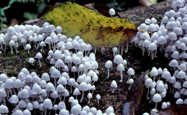 best of Fungi Asian rainforest