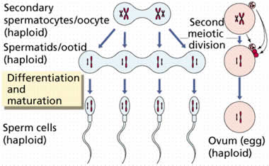 best of Sperm span Cell life