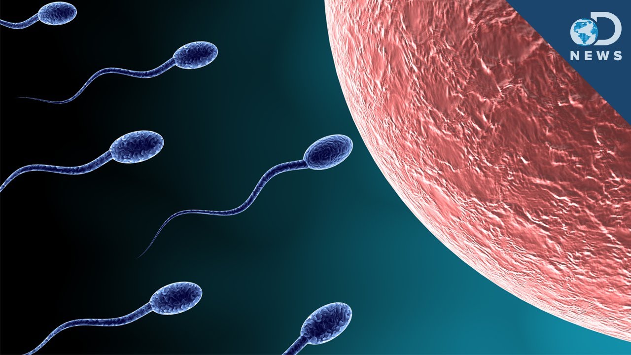 Is the male sperm considered life