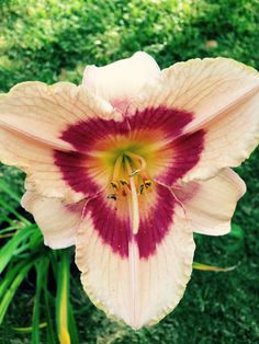 best of Daylily Asian occassion