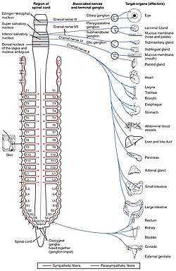 Sympathetic nervous system orgasm