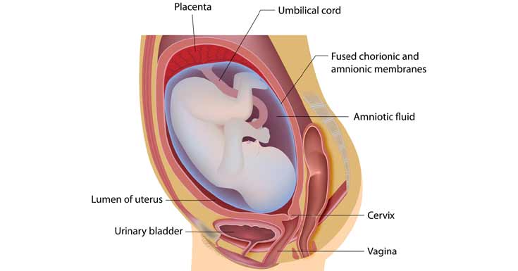 Cervix and vagina contractions