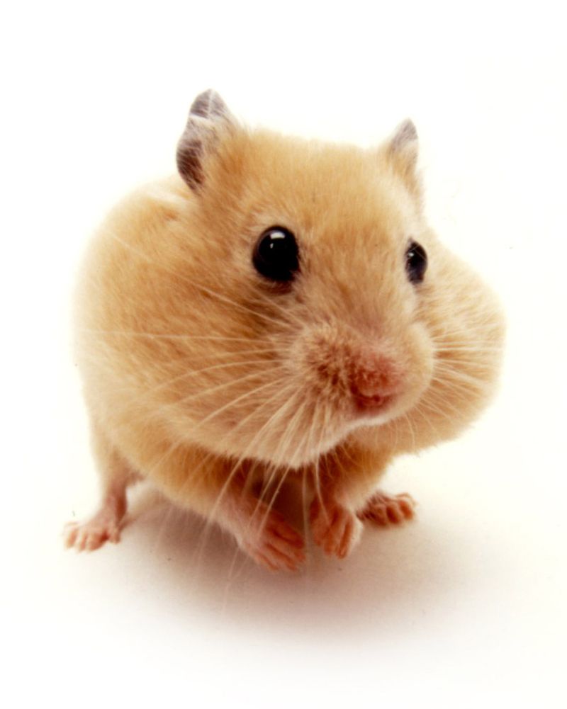 Chubby cheek hamster