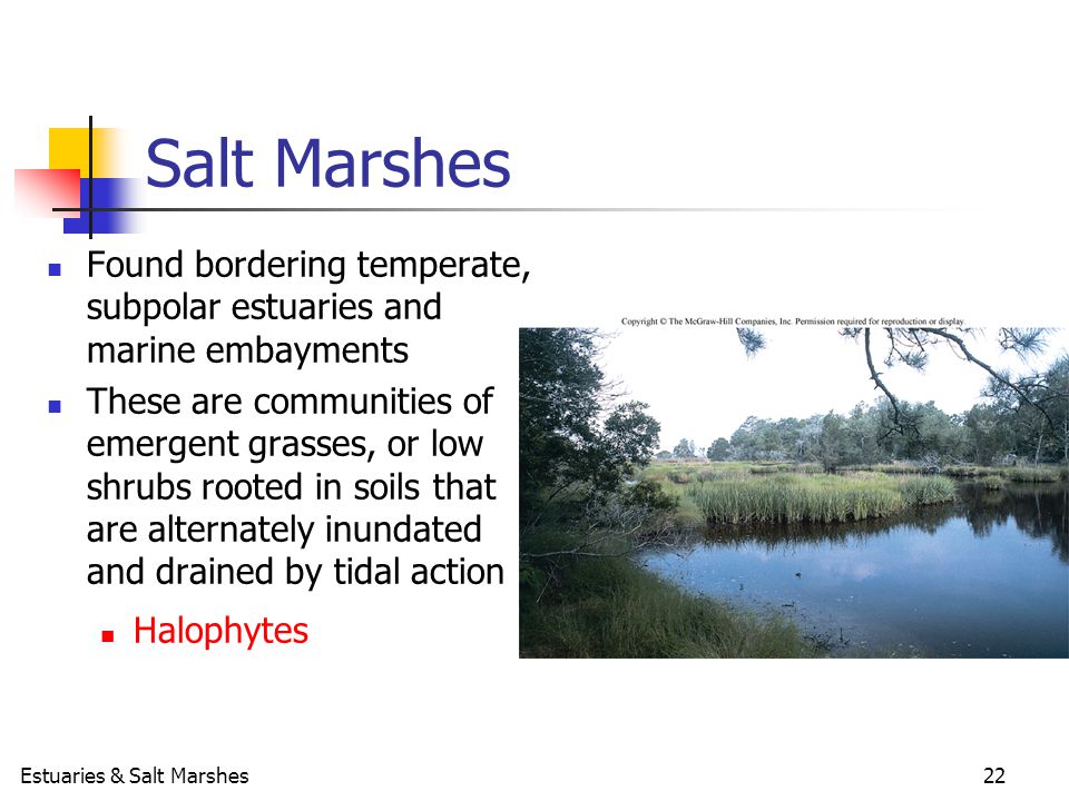 best of Water salt marsh penetration Light
