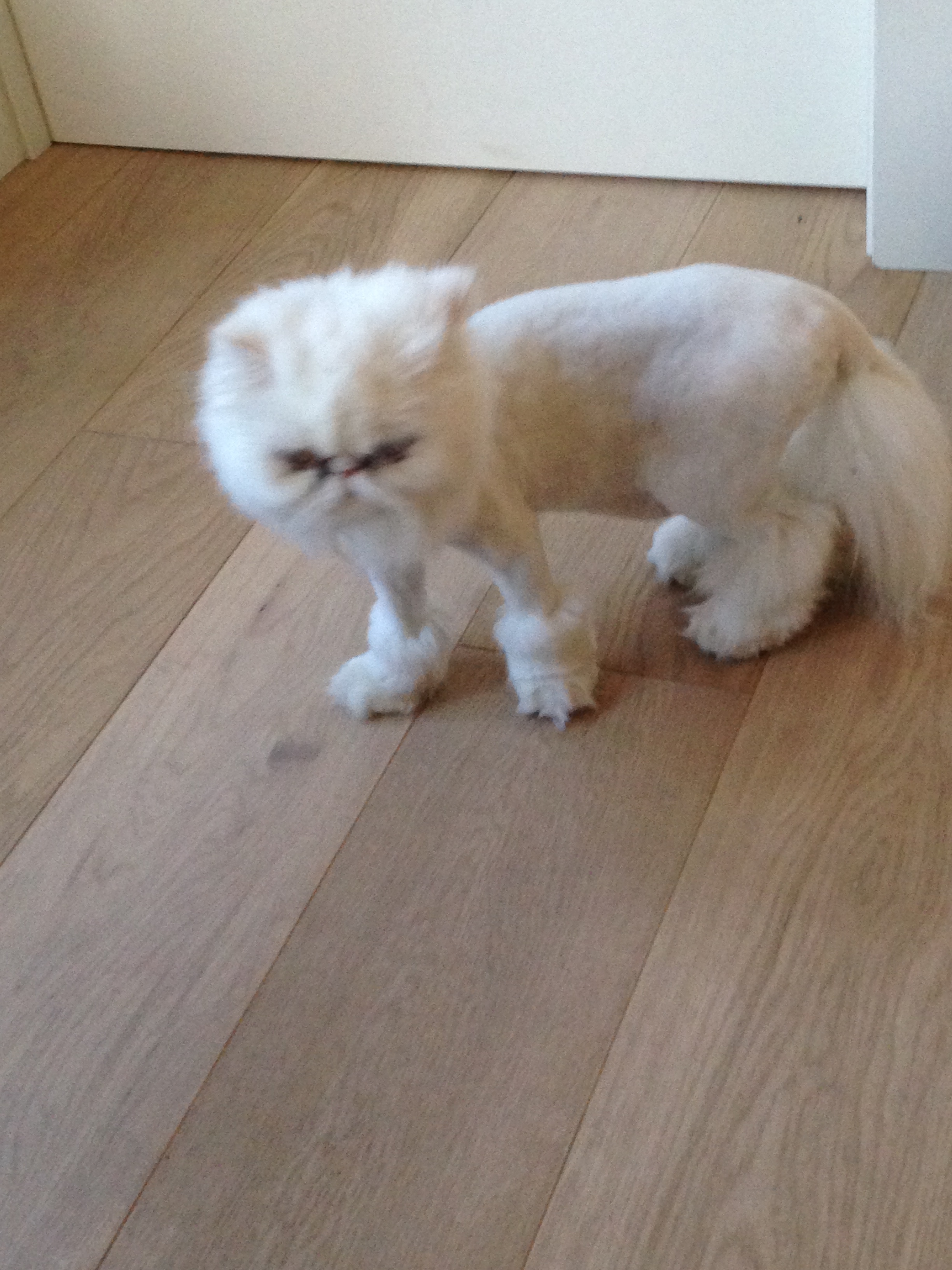 best of Matted Shaved persian