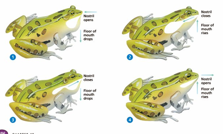 best of Organ frog Respiratory of adult