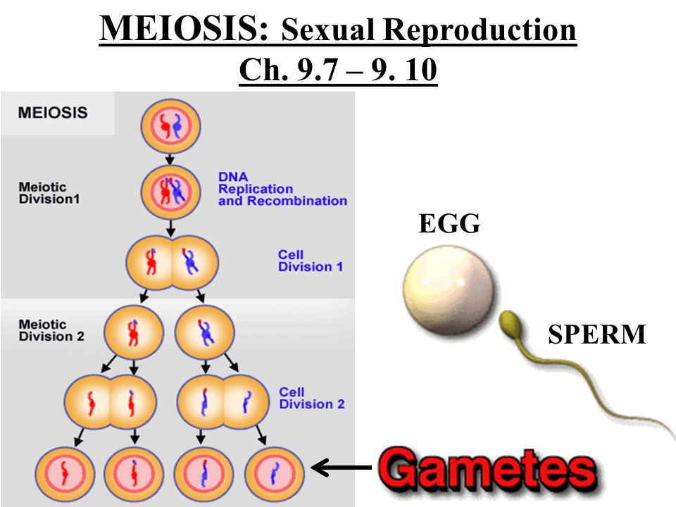 Howitzer reccomend Why do sperm and egg go through meiosis