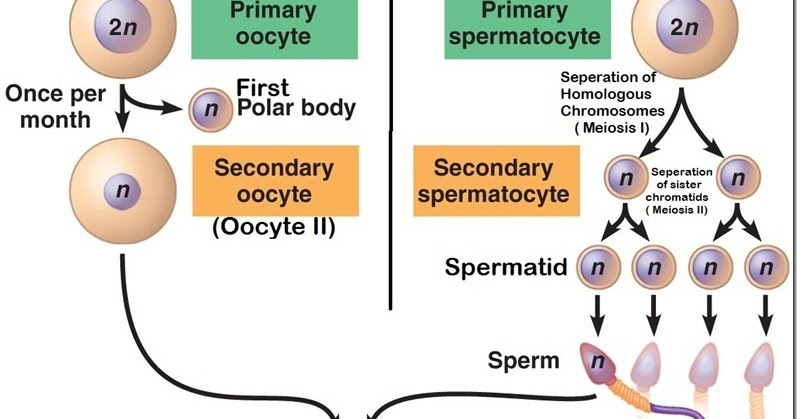 Sperm and oocytes haploid