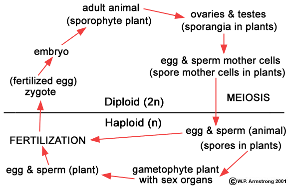 best of Sperm span Cell life