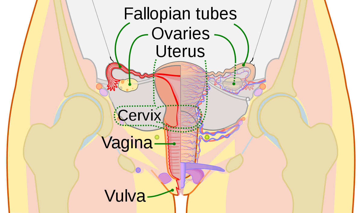 Lolli reccomend Cervical uterine orgasm