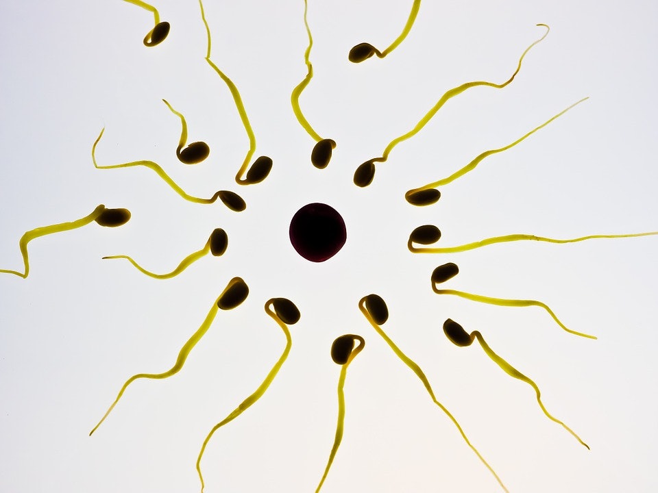Coma reccomend Saving sperm to be consumed