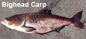 Asian carp info