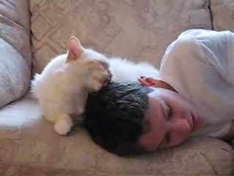 best of Hair human Cats lick