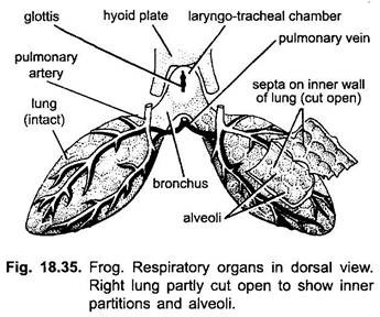 best of Organ frog Respiratory of adult