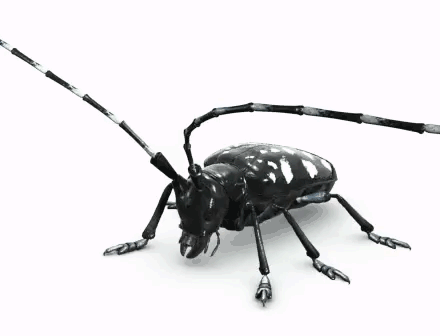 Red T. reccomend Asian longhorned beetle scientific name