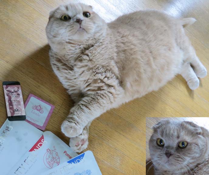 Zils M. reccomend Asian cat fat