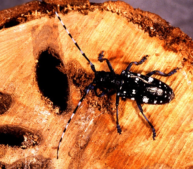 best of Scientific name longhorned beetle Asian