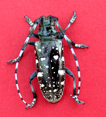 Sub reccomend Asian longhorned beetle scientific name