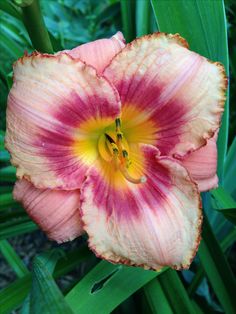 Camber reccomend Asian occassion daylily