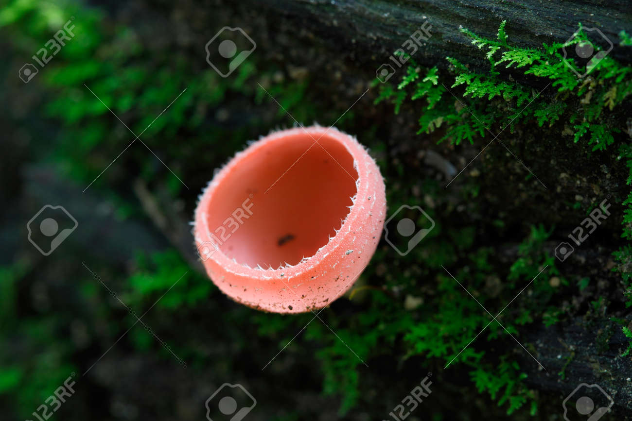 best of Fungi Asian rainforest