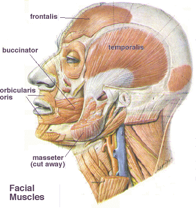 Sneak reccomend Tight facial muscles and jaw