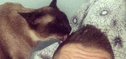 Cats lick human hair
