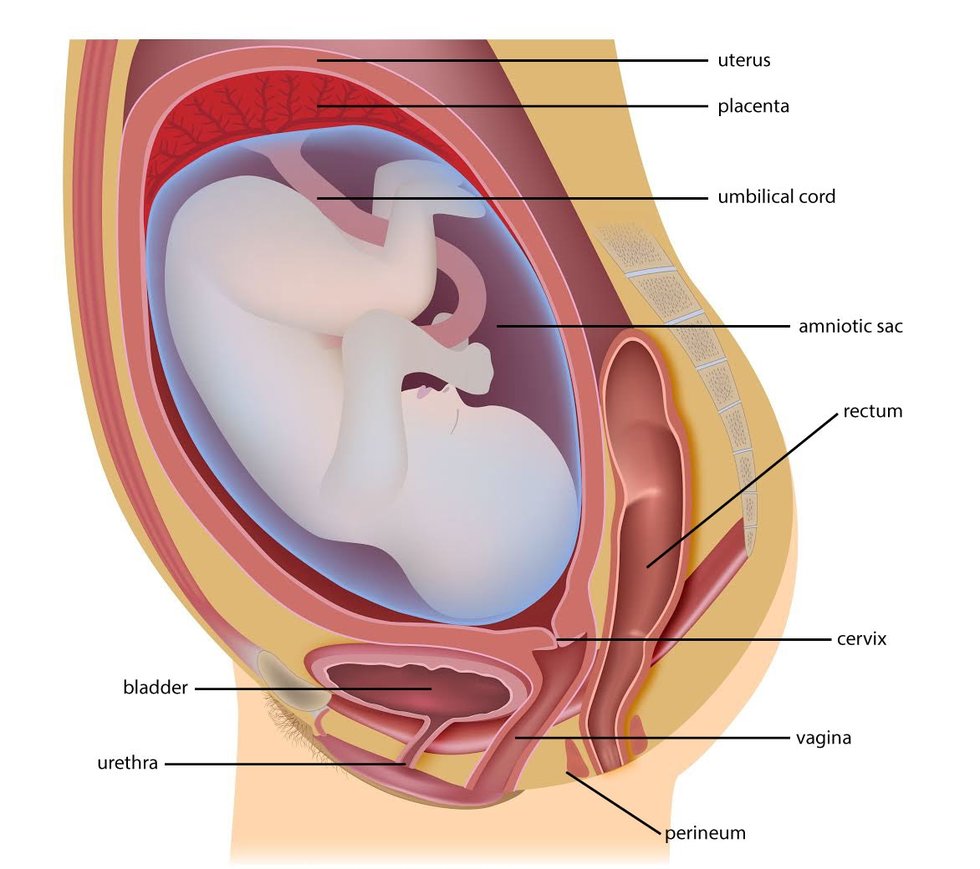 best of Contractions vagina Cervix and