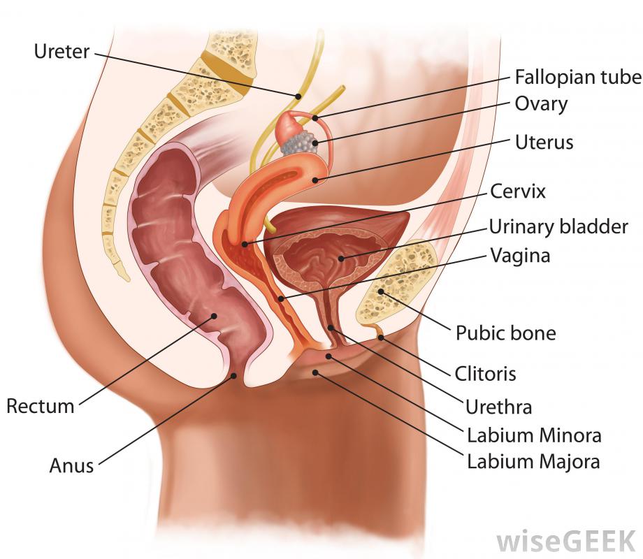Cervix contracting during orgasm