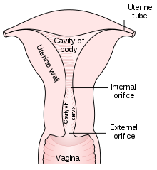 Cervix contracting during orgasm