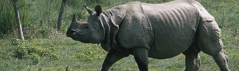 Venus reccomend Food + asian one horned rhino