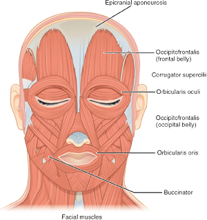 best of Facial muscle Dynamic