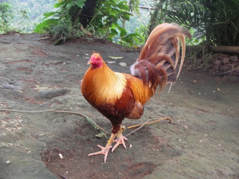 Cock fighting conditing